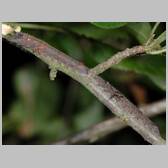 Gastropacha (Gastropacha) quercifolia