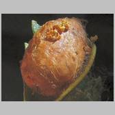 Eriogaster (Eriogaster) arbusculae