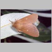 Eriogaster (Eriogaster) rimicola
