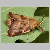 Malacosoma (Malacosoma) franconicum