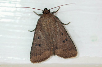 farfalla notturna (Anorthoa munda, Noctuidae)