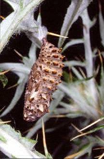 Bruco e crisalide di Melitaea ornata (Lepid., Nymphalidae)