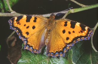 Albero delle farfalle..Nymphalis polychloros