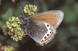 Coenonympha gardetta