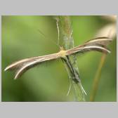 Merrifieldia tridactyla