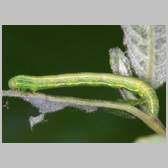 Alsophila aescularia