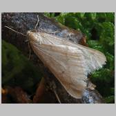 Alsophila aceraria