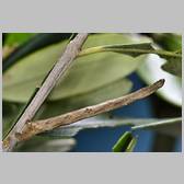 Menophra japygiaria