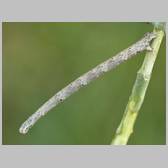 Scopula (Calothysanis) asellaria