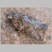 Bryophila (Bryoleuca) raptricula