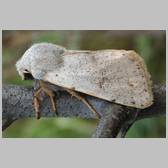 Perigrapha (Rororthosia) rorida