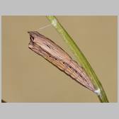 Zerynthia (Zerynthia) cassandra